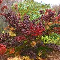 Viburnum hupehensis automne (2)